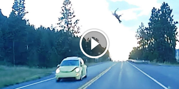 Volkswagen Beetle Accident deer run flying 21