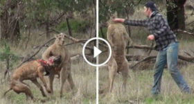 Guy Hits Kangaroo Fight Grab Dog Australia 2