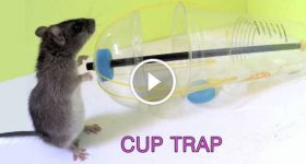 DIY Rat Trap water bottle mouse easy tutorial 1